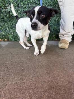 Chihuahua and Mixed Breed Dogs Available for Adoption - 60238520 | PetCurious