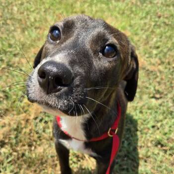 Pearl -  Terrier and Mixed Breed Dog for Adoption in Fayetteville, Georgia - Pearl | PetCurious