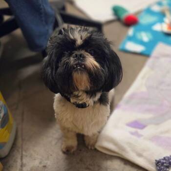 Mixed Breed Dogs Available for Adoption in Houston, Texas - Benedict | PetCurious
