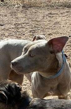 Pit Bull Terrier Dogs Available for Adoption - Chai | PetCurious