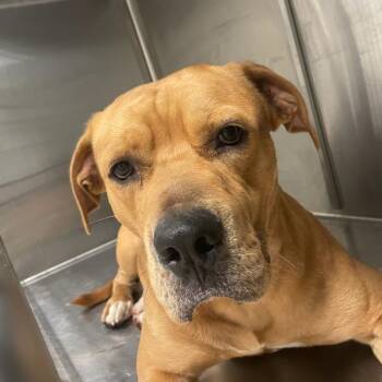 Marley -  Bullmastiff Dog for Adoption in Des Moines, Iowa - Marley | PetCurious