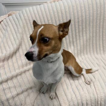 Mixed Breed Dogs Available for Adoption in Houston, Texas - Mona | PetCurious