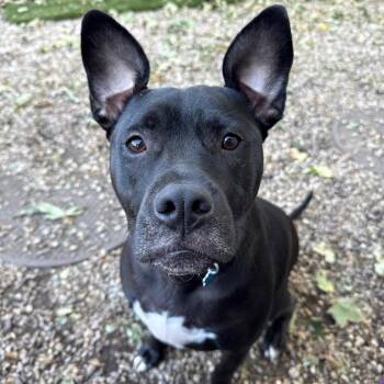 Cali (2) -  Labrador Retriever Dog for Adoption in Patchogue, New York - Cali (2) | PetCurious