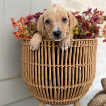 Ross -  Catahoula Leopard Dog and Mixed Breed Dog for Adoption in Baton Rouge, Louisiana - Ross | PetCurious