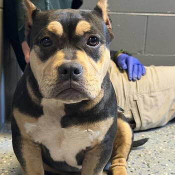 Pit Bull Terrier and Mixed Breed Dogs Available for Adoption in Tuscaloosa, Alabama - TUSC-Stray-84595 | PetCurious