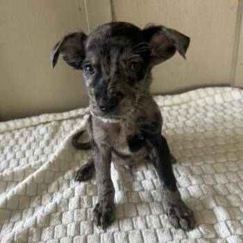 Grant -  Mixed Breed Dog Available for Adoption - Grant | PetCurious
