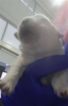 Mixed Breed Dogs Available for Adoption - SALMON | PetCurious