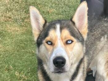 Specter -  Mixed Breed Dog for Adoption in Georgetown, Texas - Specter | PetCurious