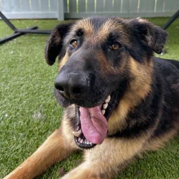 Teddy -  German Shepherd Dog Dog for Adoption in Troy, Virginia - Teddy | PetCurious