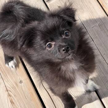 Pomeranian and Chihuahua Dogs Available for Adoption - Ziti | PetCurious