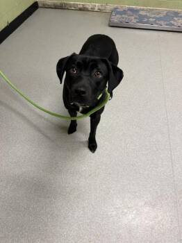 Labrador Retriever Dogs Available for Adoption - MADDOX | PetCurious