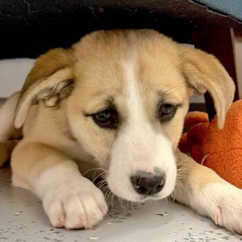 Mixed Breed Dogs Available for Adoption - Mustard | PetCurious