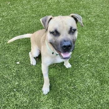 Sultan -  Black Mouth Cur and Mixed Breed Dog for Adoption in Houston, Texas - Sultan | PetCurious