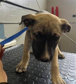 Rescue Pit Bull Terrier Dogs for Adoption in Camarillo, California - A872648 | PetCurious