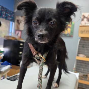 Wednesday - Chino Hills Location -  Pomeranian and Mixed Breed Dog for Adoption in Chino Hills, California - Wednesday - Chino Hills Location | PetCurious