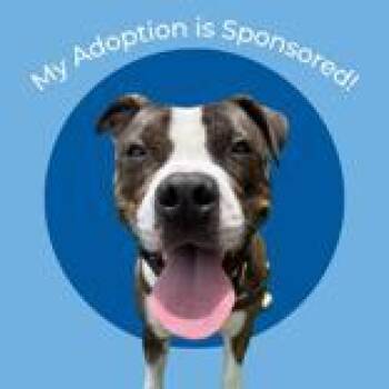 Kong -  Pit Bull Terrier Dog for Adoption in Hilliard, Ohio - Kong | PetCurious