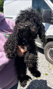 Miniature Poodle Dogs Available for Adoption in Kimberlin Heights, Tennessee - Midnight | PetCurious