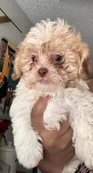 Rescue Bichon Frise and Shih Tzu Dogs for Adoption in San Diego, California - Lola | PetCurious