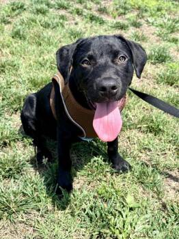 Grayson (Gx4) -  Terrier Dog Available for Adoption in Hartsville, South Carolina - Grayson (Gx4) | PetCurious