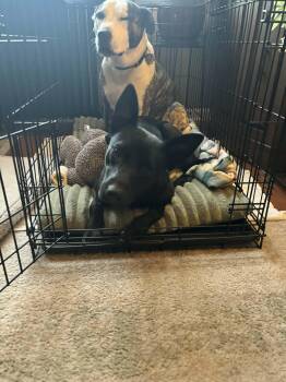 Lil Kiwi  -  Shepherd and Black Labrador Retriever Dog Available for Adoption in Center Square, Pennsylvania - Lil Kiwi  | PetCurious