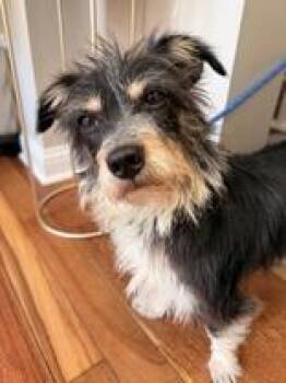 Rescue Terrier Dogs for Adoption in Woodstock, Illinois - Rosie | PetCurious