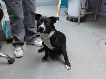 REX -  Pit Bull Terrier and Mixed Breed Dog for Adoption in Albuquerque, New Mexico - REX | PetCurious