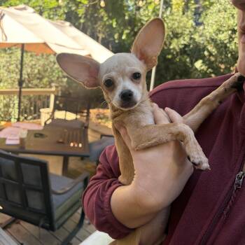 Nolan -  Chihuahua Dog for Adoption in Charlotte, North Carolina - Nolan | PetCurious