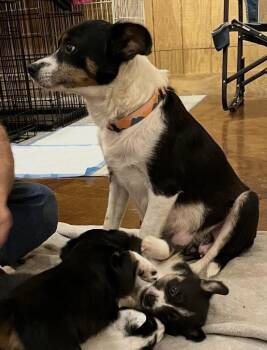 Rat Terrier and Australian Shepherd Dogs Available for Adoption in Washington, District Of Columbia - Maggie | PetCurious