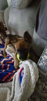 Raspberry -  Boxer Dog for Adoption - Raspberry | PetCurious