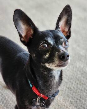 Chihuahua Dogs Available for Adoption in Lisbon, Iowa - Astro | PetCurious
