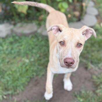 Otis -  Pit Bull Terrier and Labrador Retriever Dog for Adoption in Amarillo, Texas - Otis | PetCurious