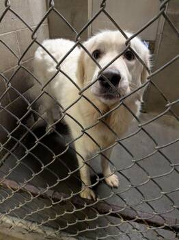 Daisy -  Great Pyrenees Dog for Adoption in Hermiston, Oregon - Daisy | PetCurious