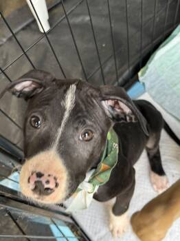 American Staffordshire Terrier Dogs Available for Adoption - Roo | PetCurious