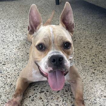 Mixed Breed Dogs Available for Adoption - Hope | PetCurious