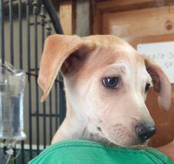 Phoenix -  Chihuahua and Dachshund Dog for Adoption in Severance, Colorado - Phoenix | PetCurious