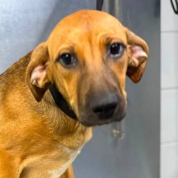 Noodle -  Mixed Breed Dog for Adoption in New York, New York - Noodle | PetCurious
