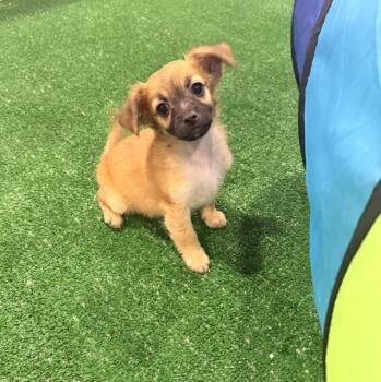 Maximus -  Chihuahua and Mixed Breed Dog for Adoption in Henderson, Nevada - Maximus | PetCurious