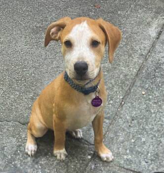 Tanner -  Mixed Breed Dog for Adoption in Douglas, Massachusetts - Tanner | PetCurious