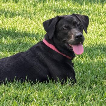 Kipper -  Labrador Retriever and Mixed Breed Dog for Adoption in Houston, Texas - Kipper | PetCurious