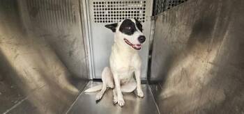 Mixed Breed Dogs Available for Adoption in Rowlett, Texas - DIE KÖNIGIN | PetCurious