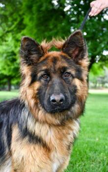 Charlie -  German Shepherd Dog and Mixed Breed Dog for Adoption in Yakima, Washington - Charlie | PetCurious