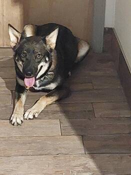 Shepherd Dogs Available for Adoption in Sanford, Florida - Faith | PetCurious
