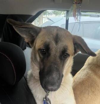 German Shepherd Dog and Mixed Breed Dogs Available for Adoption in El Paso, Texas - 60904549 | PetCurious