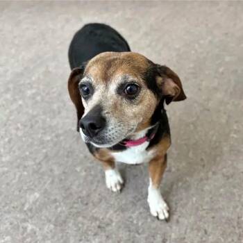 Maisey -  Mixed Breed Dog for Adoption in Brentwood, Missouri - Maisey | PetCurious