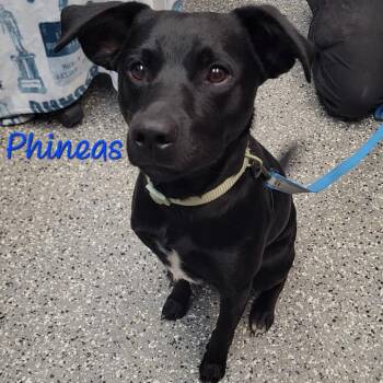 Black Labrador Retriever and Mixed Breed Dogs Available for Adoption in Parkersburg, West Virginia - Phineas | PetCurious