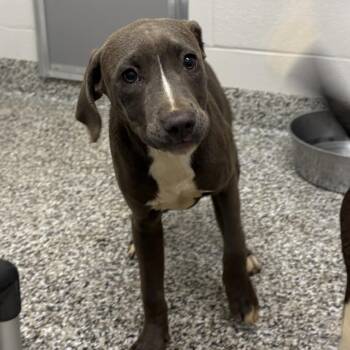 Pit Bull Terrier Dogs Available for Adoption in Morganton, North Carolina - Joan Of Bark | PetCurious