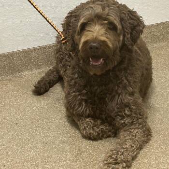 Q.T. -  Poodle and Standard Poodle Dog for Adoption in League City, Texas - Q.T. | PetCurious