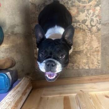 Gir -  French Bulldog Dog for Adoption in Enterprise, Alabama - Gir | PetCurious
