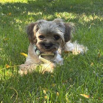 DAPHNE -  Yorkshire Terrier and Mixed Breed Dog for Adoption in Richmond, California - DAPHNE | PetCurious