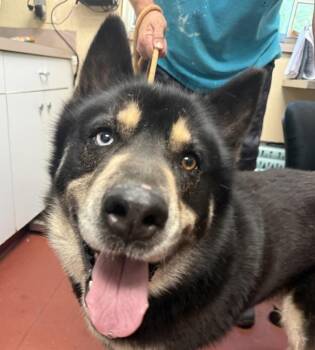 Siberian Husky and German Shepherd Dog Dogs Available for Adoption in Salisbury, Maryland - Nile | PetCurious